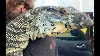 Man searches for pet 'dinosaur' missing in Cairns - ABC News 2020