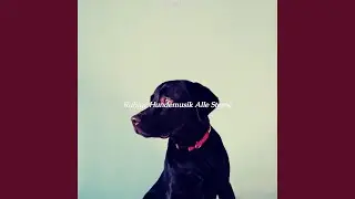 Lila - Entspannende Hunde