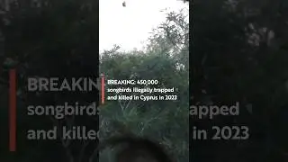 A sad state of affairs #birds #birdcrime #cyprus