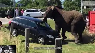 Нападение животных на людей 2019