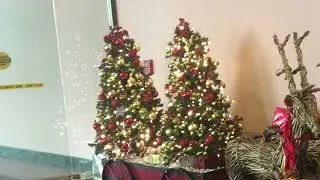 Christmas Tree Pic Collection