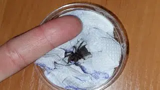 Распаковка ПТИЦЕЕДА! 😱☺️ Получила по почте паука! Птеринопельма сазимай мальчик Л7