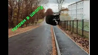 Типичный школьный день. Мемы с котами. Funny videos. #teddycat #мемы #мемыскотами #рекомендации .