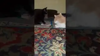 Семушка и Пуня