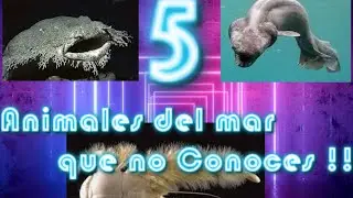 animales del mar que no conoces !!! #viral #animalesdelmar #Datocurioso 🐟🐳🐋🐬