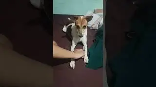ZOMBIE KYUTA 😂😂😂 🦮🐶