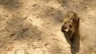 Gangster monkey king eat banana.