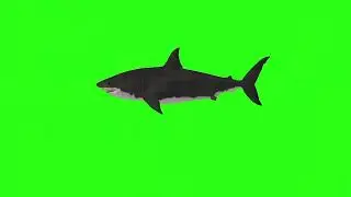 Shark green screen cartoon character|Green screen cartoon 2.0|cartoon character| green Animation |
