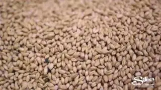 Wheat grass - витграсс - фреш ростков пшеницы