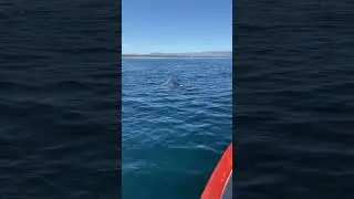 Beautiful Moment with Humpbacks – 2/25