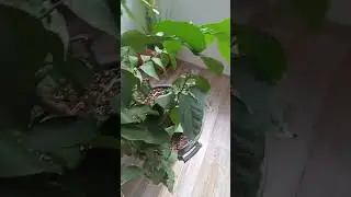 Офисный лимон