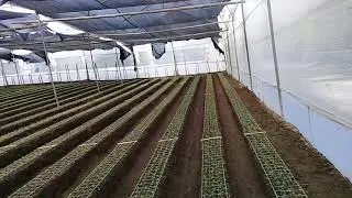 Теплица с только посаженым Лизиантусом в Эквадоре