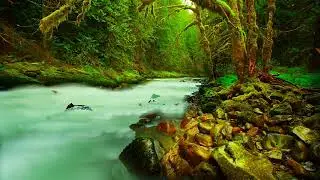 FOREST AND JUNGLE ANIMATED BACKGROUNDS DOWNLOAD HD 1080P MOTION GREEN SCREEN BACKGROUNDS
