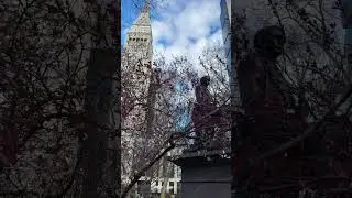 Spring is Sprung: blossom in Mad Sq Park on 12th April 2024