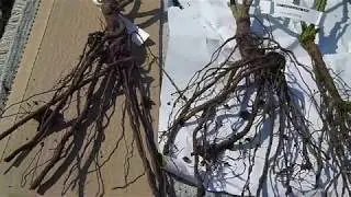 Пришла посылка из Розафлоры. Сад из роз.