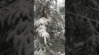 Зима в тайге