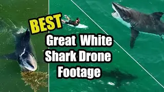 Best Great White Shark Drone Footage (Narrated) 2022