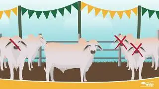 MLA Genetics Hub - Herd Profiling