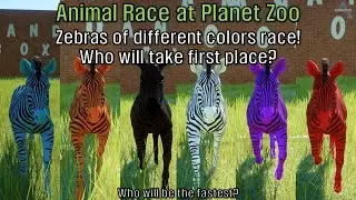Zebras of different colors race at Planet Zoo! | Meadow Zebra | animal race