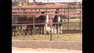 The transport of Ohio Horses to Mexico for slaughter