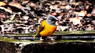 Grey-headed Tanager bathing