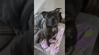 his ball is his everything #staffy