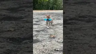 Shiba inu puppy/ Щенок Сиба ину