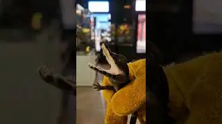 как думаете, настоящий? 🙃😅🐊 #экзотическиеживотные #рептилии #ящерицы #гекконы #змеи