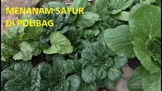 MENANAM SAYURAN DI POLIBAG