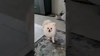 Весёлая собачка......#dog #shorts
