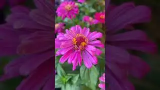 Лето 🌺🌸🌼 #цветы #лето #лилии