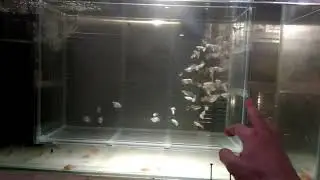 Обзор стеллажа. Разводня в квартире!
