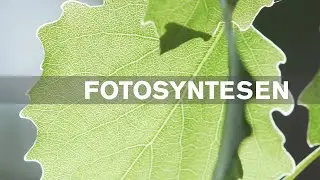Fotosyntesen