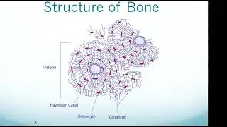 HESI A2 Exam: Skeletal System