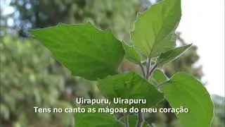UIRAPURU - Jacobina / Murillo Latini. - CORAL CATTANI - Maestro Valdir Alves da Silva Wassmuth