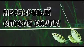 Как и зачем рыбы брызгуны стреляют водой