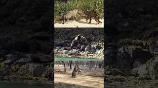 Clash of the Titans #naturephotography #wildanimals #grizzlies #tigers #jaguars