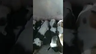 3 дня. Нужно слушать)))