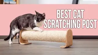 5 Best Cat Scratching Post for Clawing
