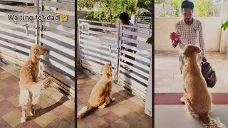 My dog's happy reaction when dad comes home 😊#goldenretriever #puppy#funny  #viral#cute