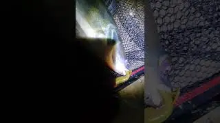 Ночной гость! Судак! Река Мёша, Республика Татарстан, 