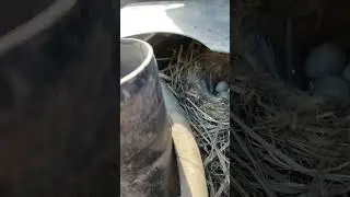 ПТИЦЫ ТРАКТОРИСТЫ
