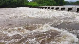Rushing waters of Amba river at Jambhulpada #shorts #river #monsoon #india
