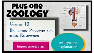 Plus one Zoology Excretory products and their elimination Revision Improvement exam Class11 NCERT
