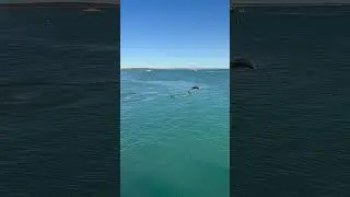 Crazy Dolphin at the Beach #dolphin #shorts