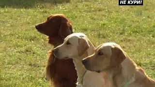 Festival of hunting with a gun dog 