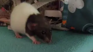 Meet my rats Cacao, Cinnamon, and Cookie