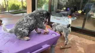 Blue Heeler puppies playing- AUSTRALIAN CATTLE DOG PUPPIES