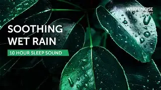 Soothing Wet Puddle Rain - 10 Hours Sleep Sound - Black Screen