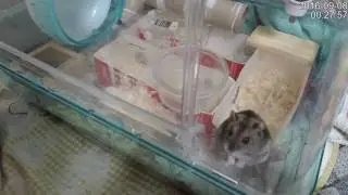 ハムスター 餌くれアピールがすごい